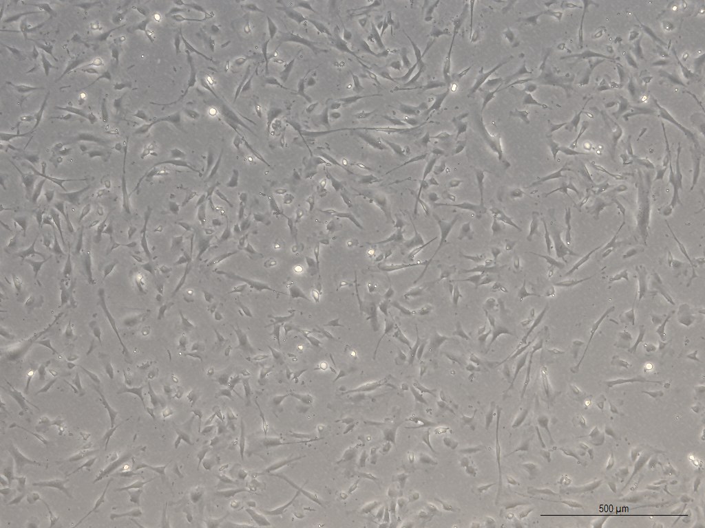 Raw adherent cell microscopy image