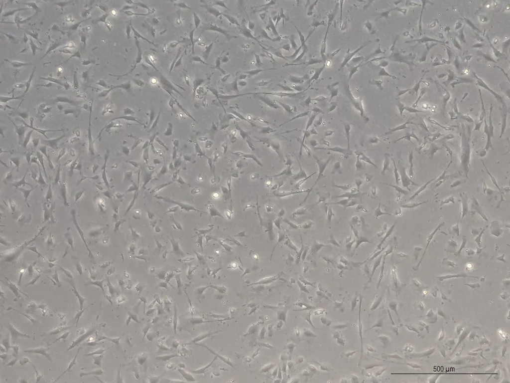 Raw adherent cell microscopy image