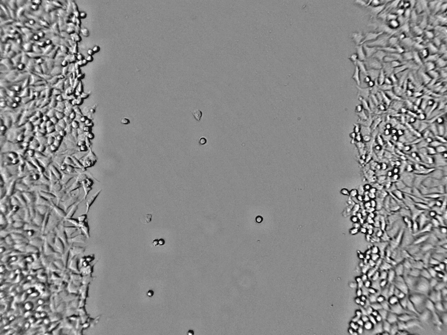 Raw scratch assay image