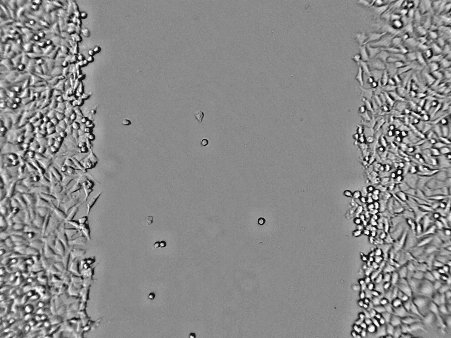 Raw scratch assay image