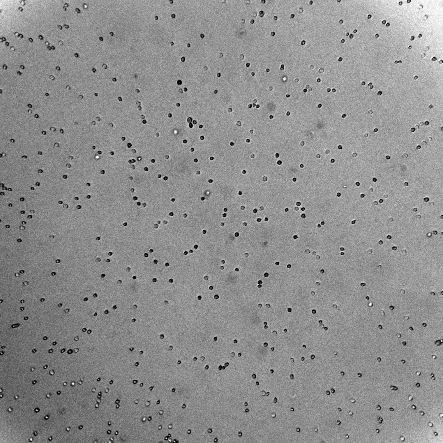 Raw suspension cell microscopy image