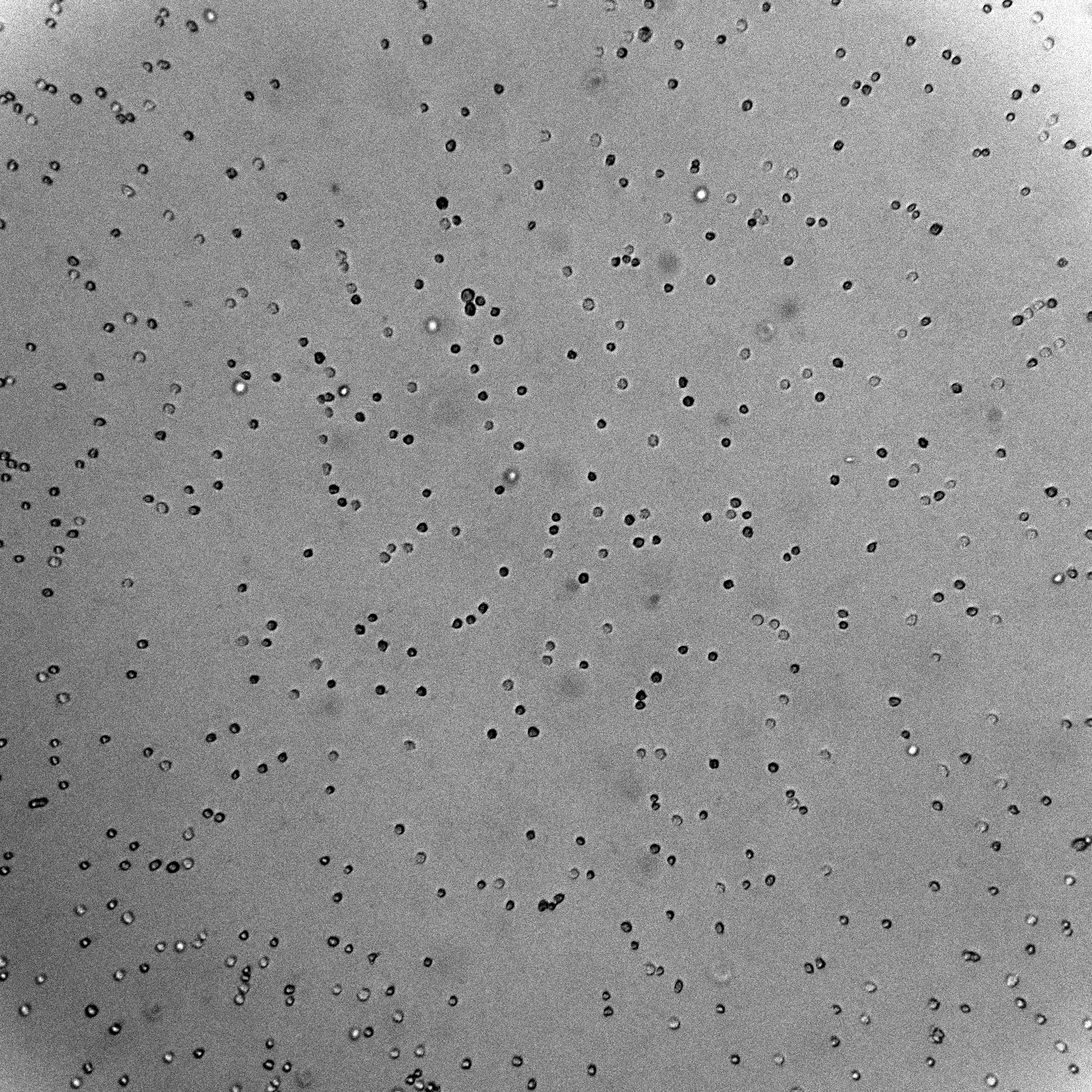 Raw suspension cell microscopy image