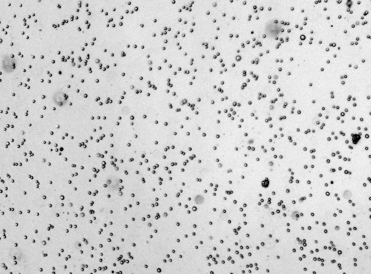 Raw brightfield image from the microfluidic plate
